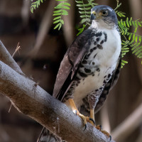 Black Goshawk